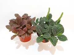 FITTONIA ( FITONIA) - comprar online