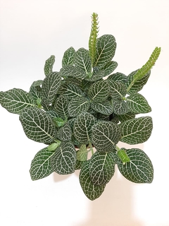 FITTONIA ( FITONIA) - Vivero del Paraiso