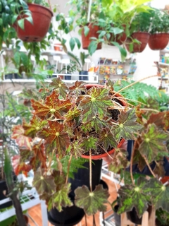 BEGONIA CLEOPATRA