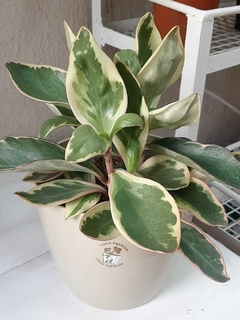 PEPEROMIA DE BORDE ROJO M15