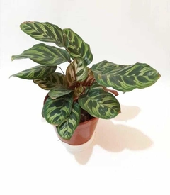 MARANTA LEUCONEURA