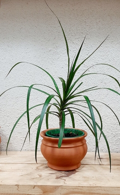 DRACENA MARGINATA