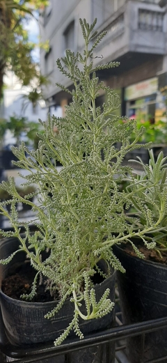 AROMATICA SANTOLINA