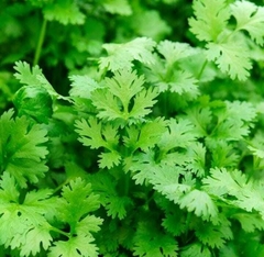 AROMATICA CILANTRO