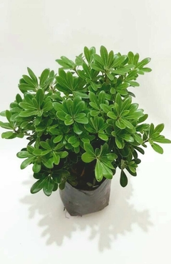 AZARERO ENANO (PITTOSPORUM)