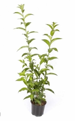 CESTRUM NOCTURNUM O DAMA DE NOCHE - comprar online