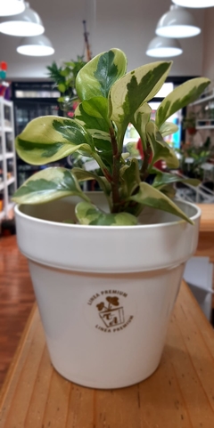 PEPEROMIA MAGNIFOLIA M15