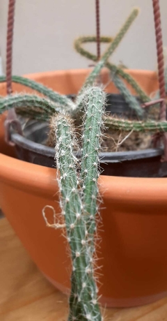 CACTUS COLA DE RATA DISOCACTUS FLAGELLIFORMIS - comprar online