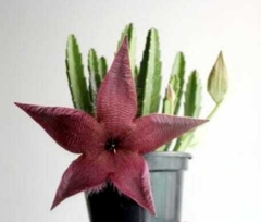 CACTUS STAPELIA - comprar online