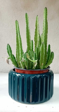 CACTUS STAPELIA