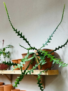 CACTUS ZIG ZAG