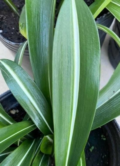 HIPPEASTRUM RETICULATUM