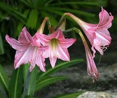 HIPPEASTRUM RETICULATUM - comprar online