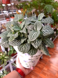 FITTONIA ( FITONIA)