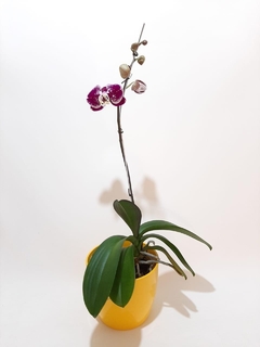 Imagen de ORQUÍDEA PHALEANOPSIS