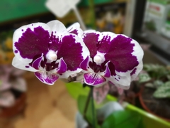 ORQUÍDEA PHALEANOPSIS - tienda online