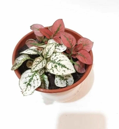 HYPOESTES