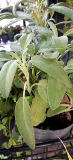 AROMATICA SALVIA