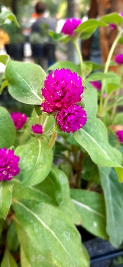 GOMPHRENA (SIEMPRE VIVA)