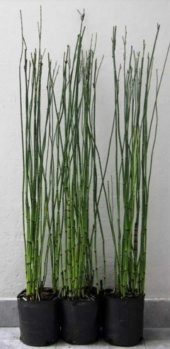 EQUISETUM FLUVIATILE O COLA DE CABALLO