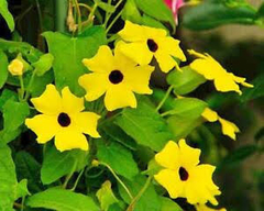 THUNBERGIA ALATA O VULGARMENTE OJO DE POETA - comprar online