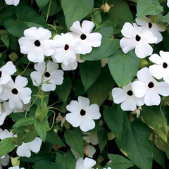 THUNBERGIA ALATA O VULGARMENTE OJO DE POETA - Vivero del Paraiso