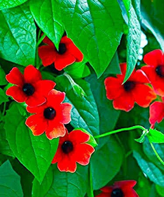 THUNBERGIA ALATA O VULGARMENTE OJO DE POETA - tienda online