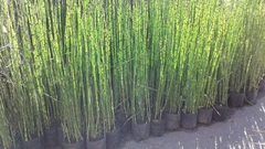 EQUISETUM FLUVIATILE O COLA DE CABALLO - comprar online