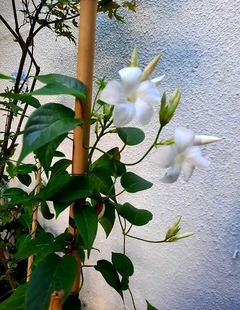 JAZMIN DE CHILE (MANDEVILLA LAXA)