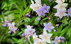 JAZMIN SOLANO (SOLANUM LAXUM)