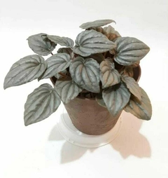 PEPEROMIA CAPERATA O PEPEROMIA GRIS