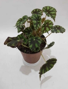 BEGONIA CLEOPATRA en internet