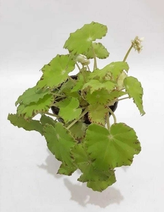 BEGONIA CLEOPATRA - comprar online