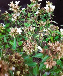 ABELIA GRANDIFLORA COMPACTA