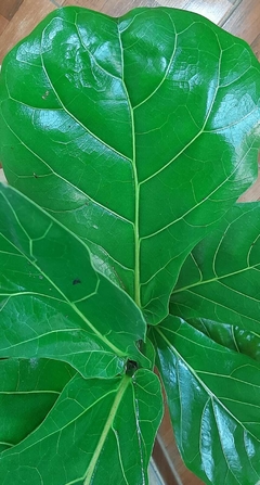 FICUS PANDURATA O LYRATA - comprar online