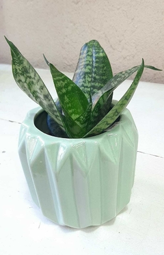 SANSEVIERIA ENANA