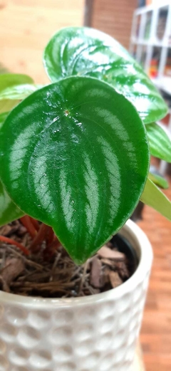 PEPEROMIA WATERMELON