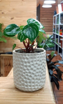 PEPEROMIA WATERMELON - comprar online