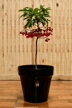 ARDISIA - comprar online