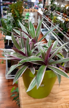 TRADESCANTIA SPATHACEA