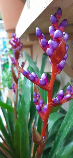 AECHMEA WEILBACHI (BROMELIA)