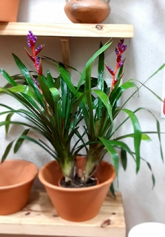 AECHMEA WEILBACHI (BROMELIA) - comprar online