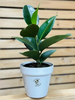 FICUS ELASTICA (GOMERO)