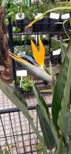 AVE DEL PARAISO O STRELITZIA