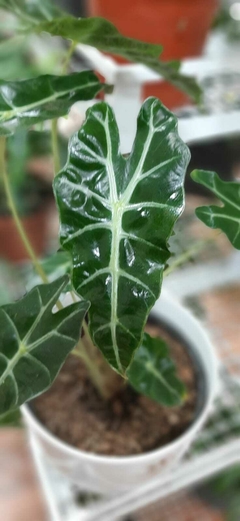 ALOCASIA AMAZONICA O ALA DE DRAGON - comprar online