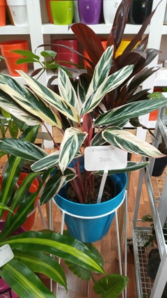 CALATHEA STROMANTHE TRICOLOR en internet