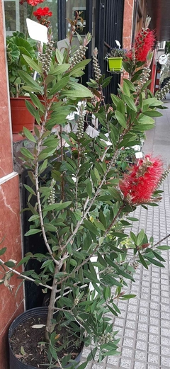 CALLISTEMON O LIMPIATUBOS - comprar online