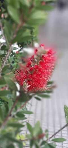 CALLISTEMON O LIMPIATUBOS