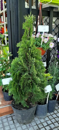 THUJA OCCIDENTALIS SMARAGD