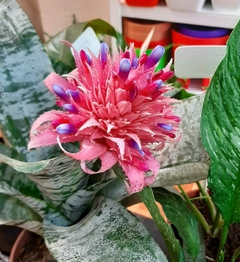 AECHMEA FASCIATA (BROMELIA)